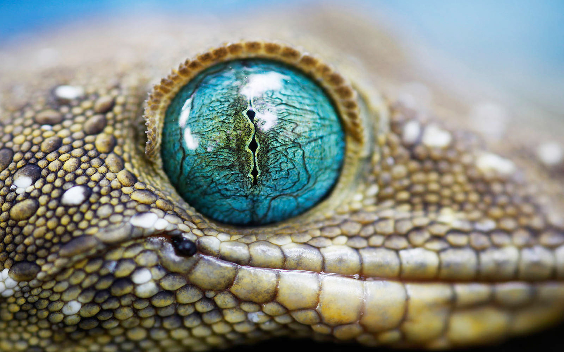 Прозрачные веки у змей. Глаза животных. Глаз рептилии. Глаз ящерицы. Глаза змеи.